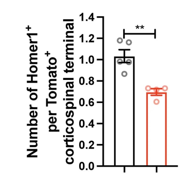 Open access visualization of Bar Plot, Error Bars, Scatter Plot, Excitatory Synapses, Homer1+puncta