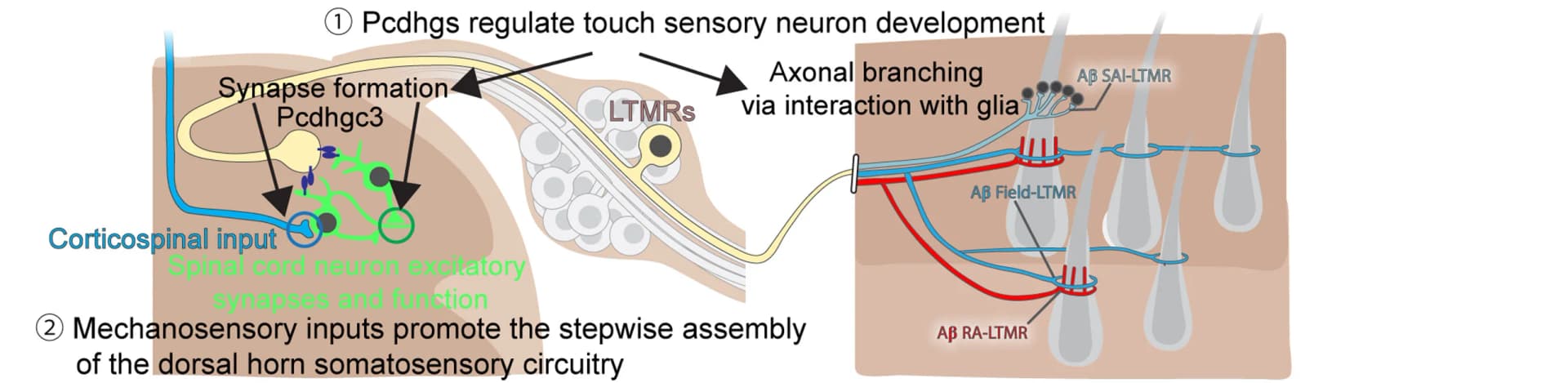 Open access visualization of Illustration, Workflow, Pcdhg Isoform Diversity, Somatosensory Neuron, Synapse Formation