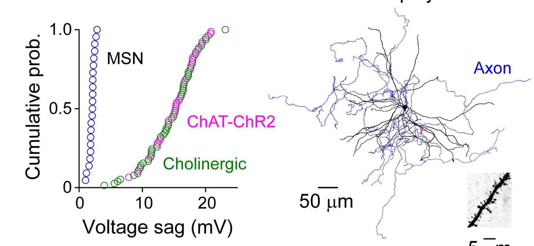 Open access visualization of Line Plot, Microscopy, Cumulative Probability Distributions, Voltage Sag, Rat CINs