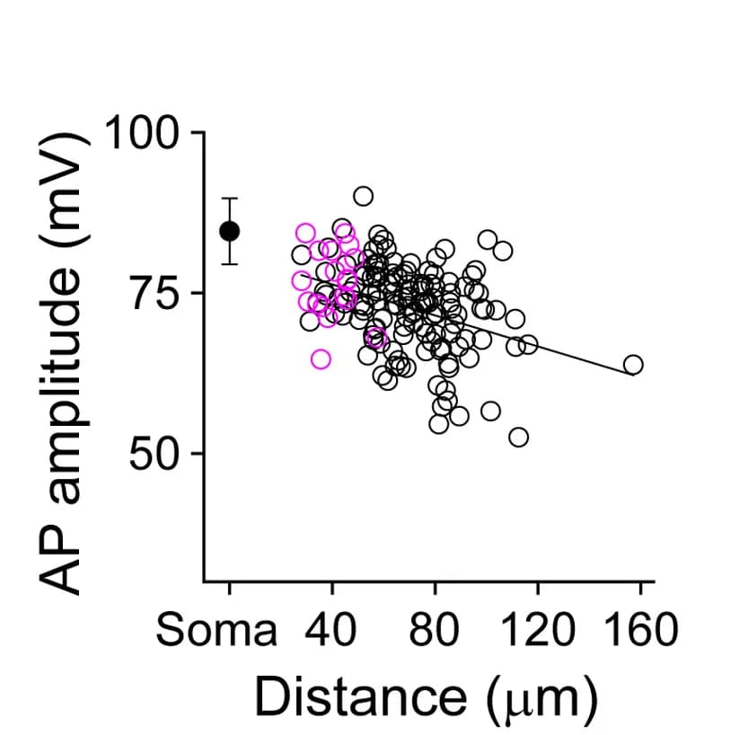 Open access visualization of Scatter Plot, Regression Plot, Error Bars, Action Potential Amplitude, Dendritic Recording