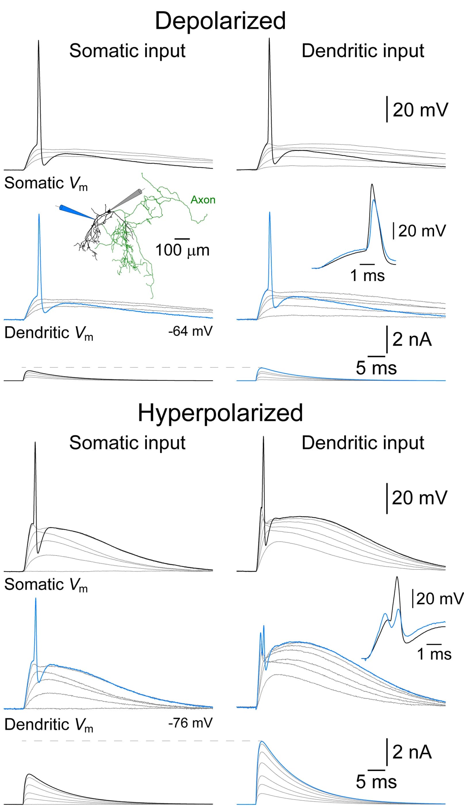 Open access visualization of Line Plot, Somatic Recordings, Dendritic Recordings, sEPSPs, Membrane Potential