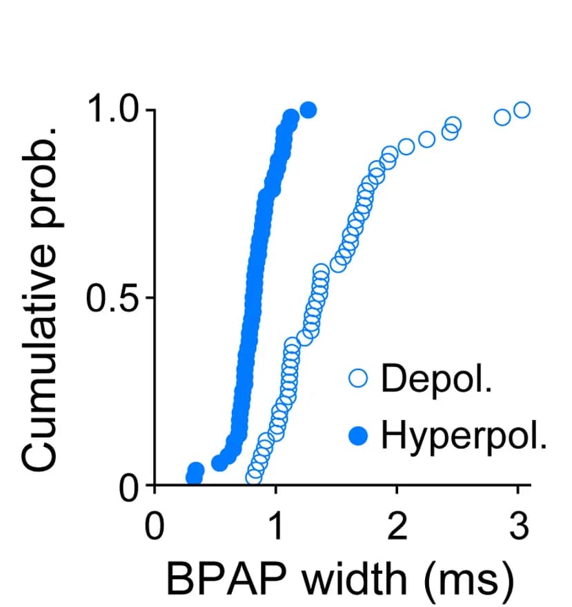 Open access visualization of Scatter Plot, Cumulative Probability Distributions, BPAPs Duration, Dendritic sEPSPs, Membrane Potential
