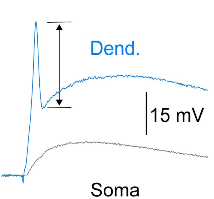 Open access visualization of Line Plot, Dendritic sEPSPs, Dendritic Spike, Somatic Recording, Dendritic Recording