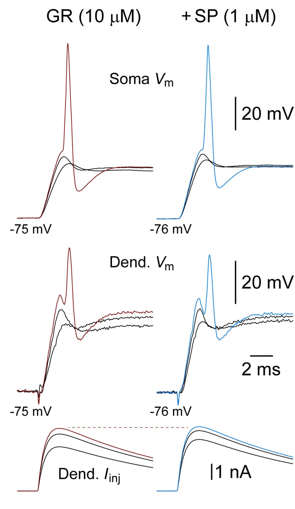 Open access visualization of Line Plot, Somatic Recording, Dendritic Recording, Electrogenesis, sEPSPs