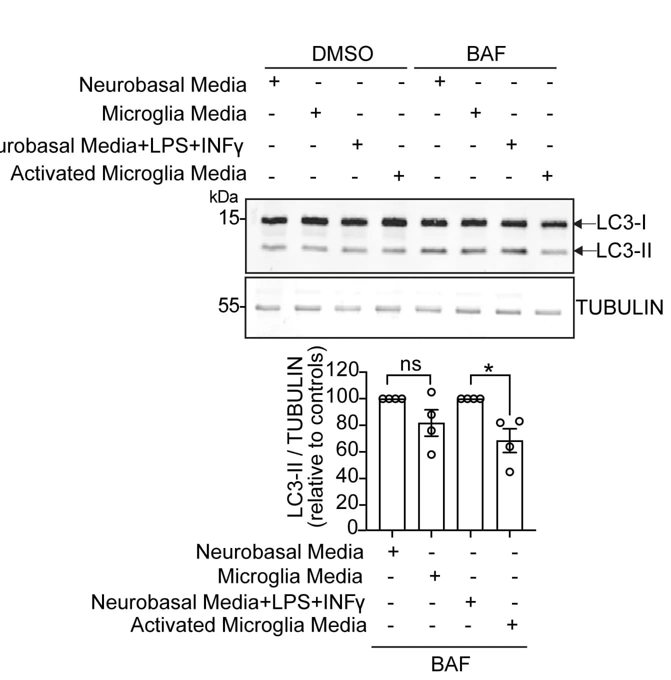 Open access visualization of Bar Plot, Error Bars, Photo, Gel, Western Blotting