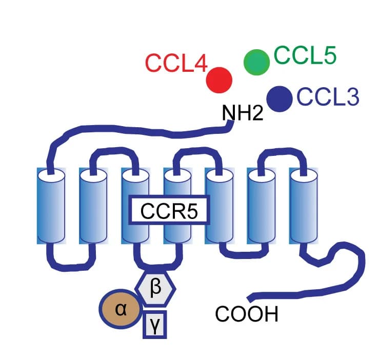 Open access visualization of Illustration, Chemical Structure, CCL3, CCL4, CCL5