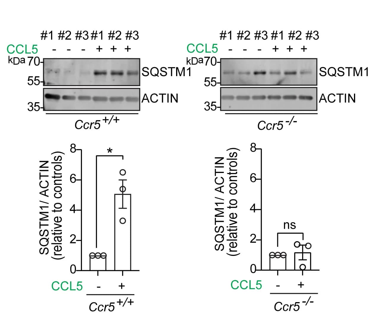 Open access visualization of Gel, Bar Plot, Error Bars, Western Blotting, Densitometry