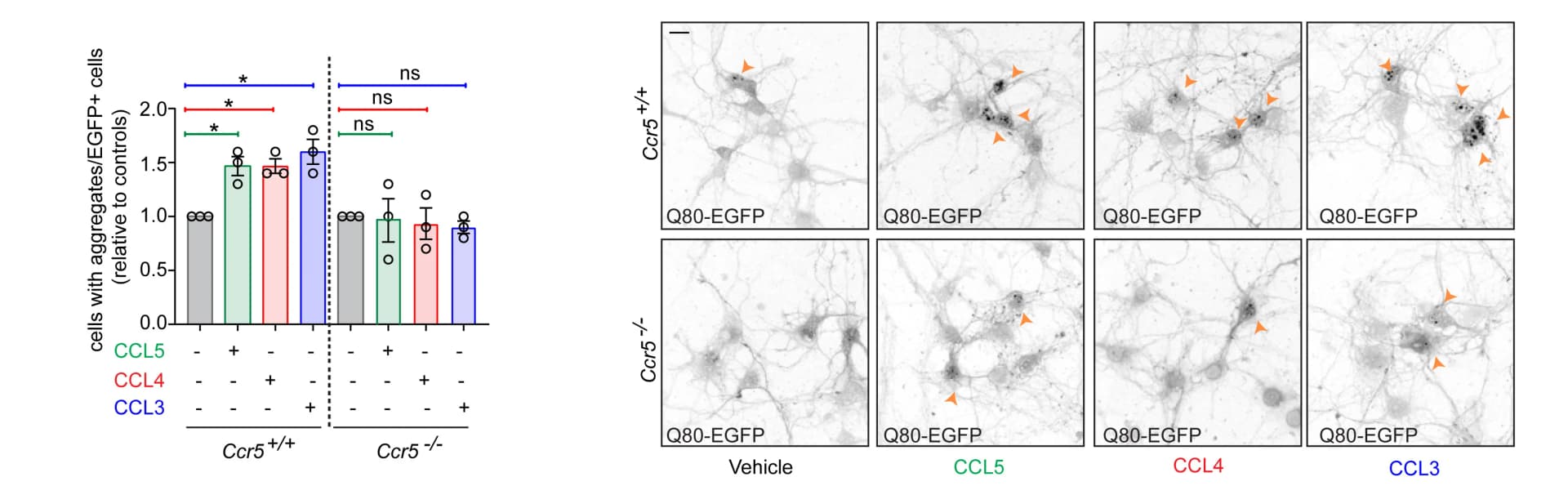 Open access visualization of Bar Plot, Error Bars, Microscopy, Confocal Micrographs, PolyQ Aggregates