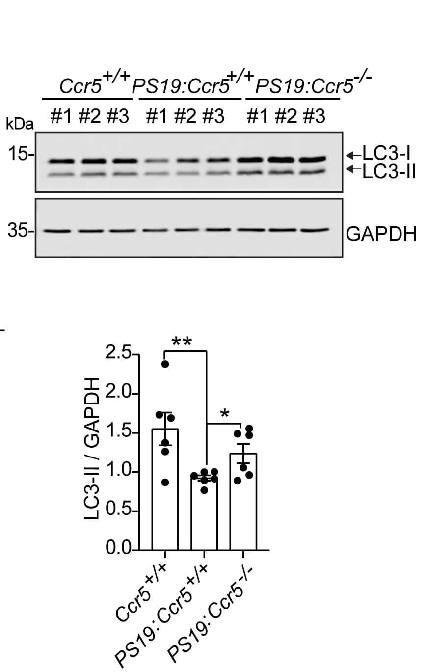 Open access visualization of Bar Plot, Error Bars, Gel, Western Blotting, Densitometry