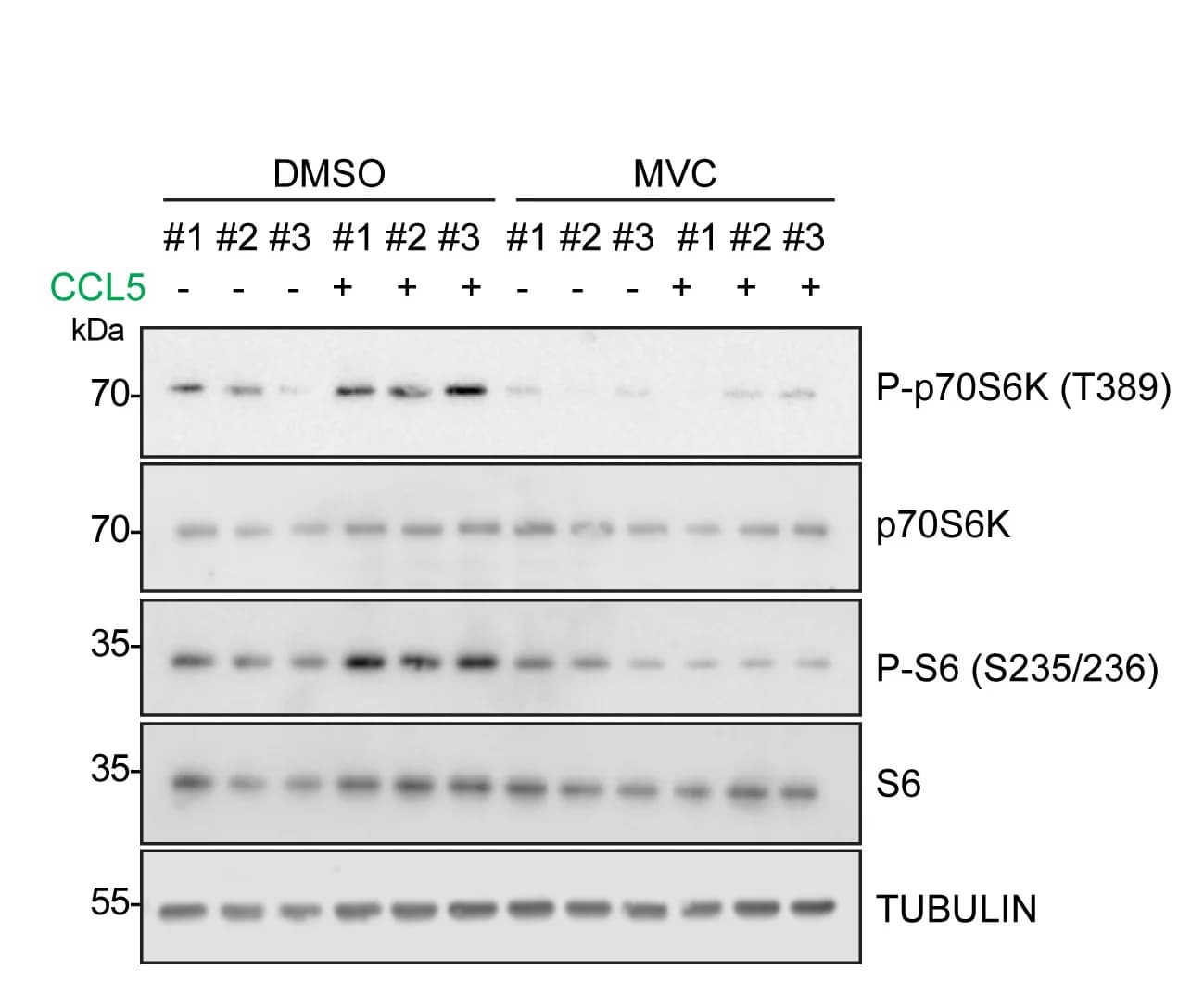 Open access visualization of Gel, Western Blotting, Neurons, DMSO, CCL5