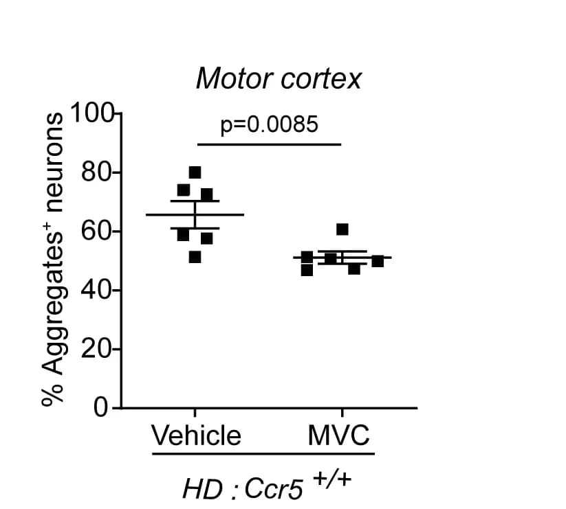 Open access visualization of Scatter Plot, Neuronal Aggregates, Motor Cortex, Transgenic Mice, Maraviroc
