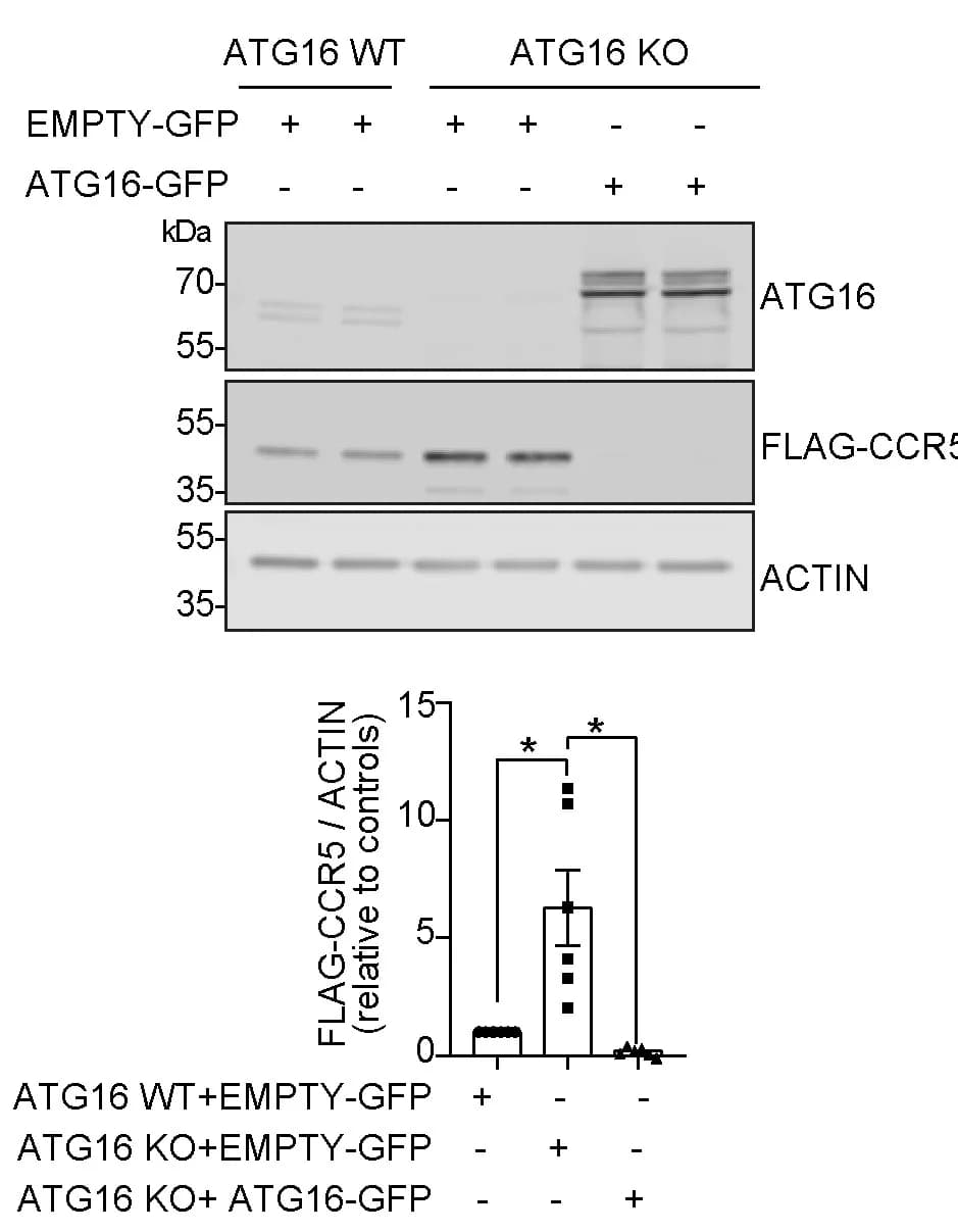 Open access visualization of Bar Plot, Error Bars, Gel, Western Blotting, FLAG-CCR5