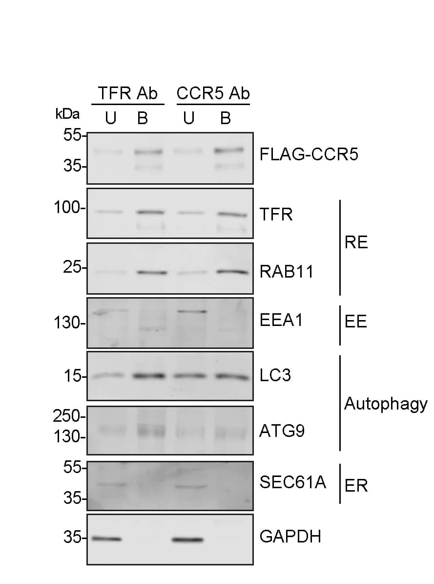 Open access visualization of Gel, HeLa Cells, Ferrofluid, Anti-TfR Ab, Anti-CCR5 Ab