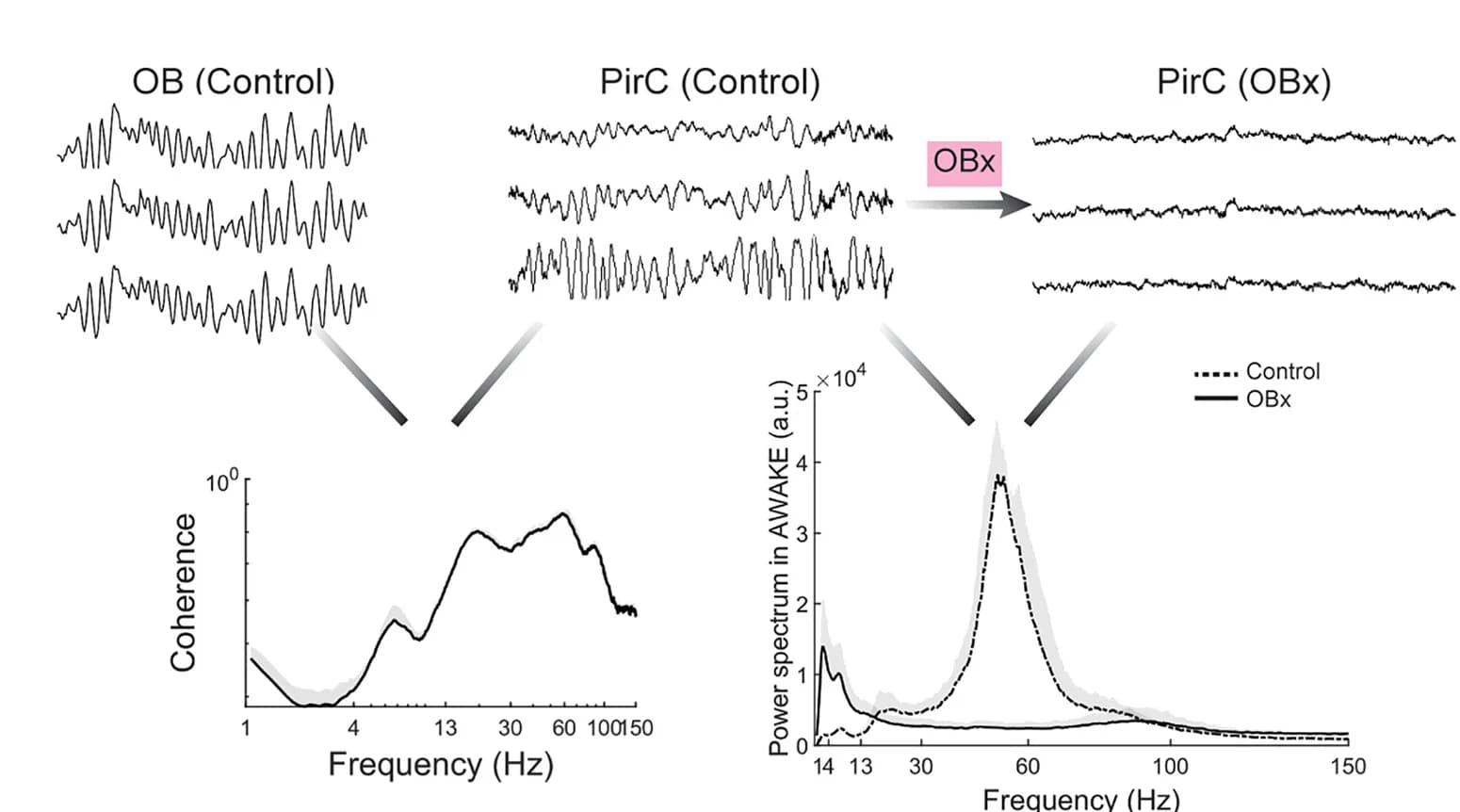 Open access visualization of Line Plot, Density Plot, Local Field Potentials, Olfactory Bulb, Piriform Cortex