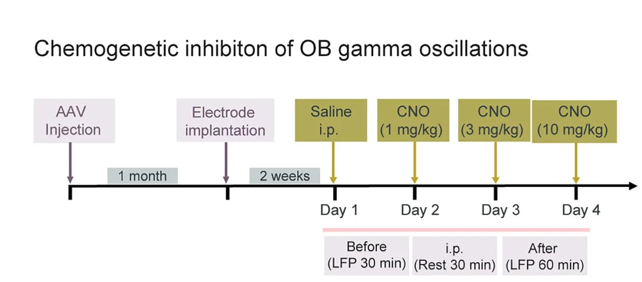 Open access visualization of Workflow, Flowchart, Illustration, Chemogenetic Inhibition, Olfactory Bulb