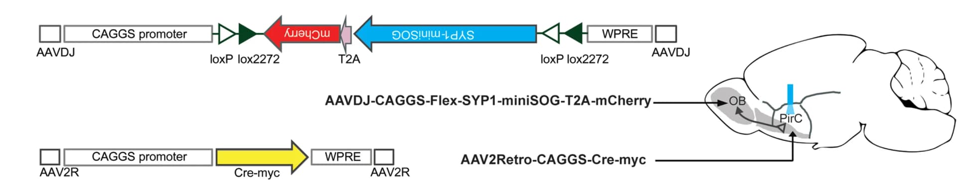 Open access visualization of Workflow, Illustration, CALI, Synaptic Transmission, Experimental design