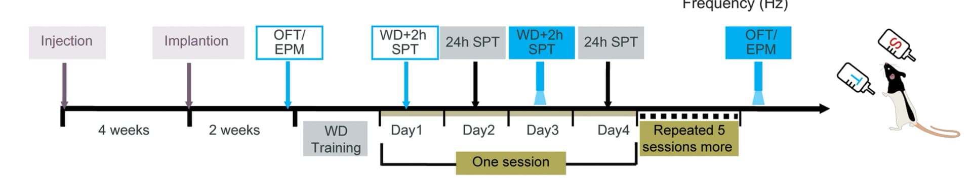 Open access visualization of Workflow, Illustration, Behavioral Tests, Synaptic Transmission, Experimental design