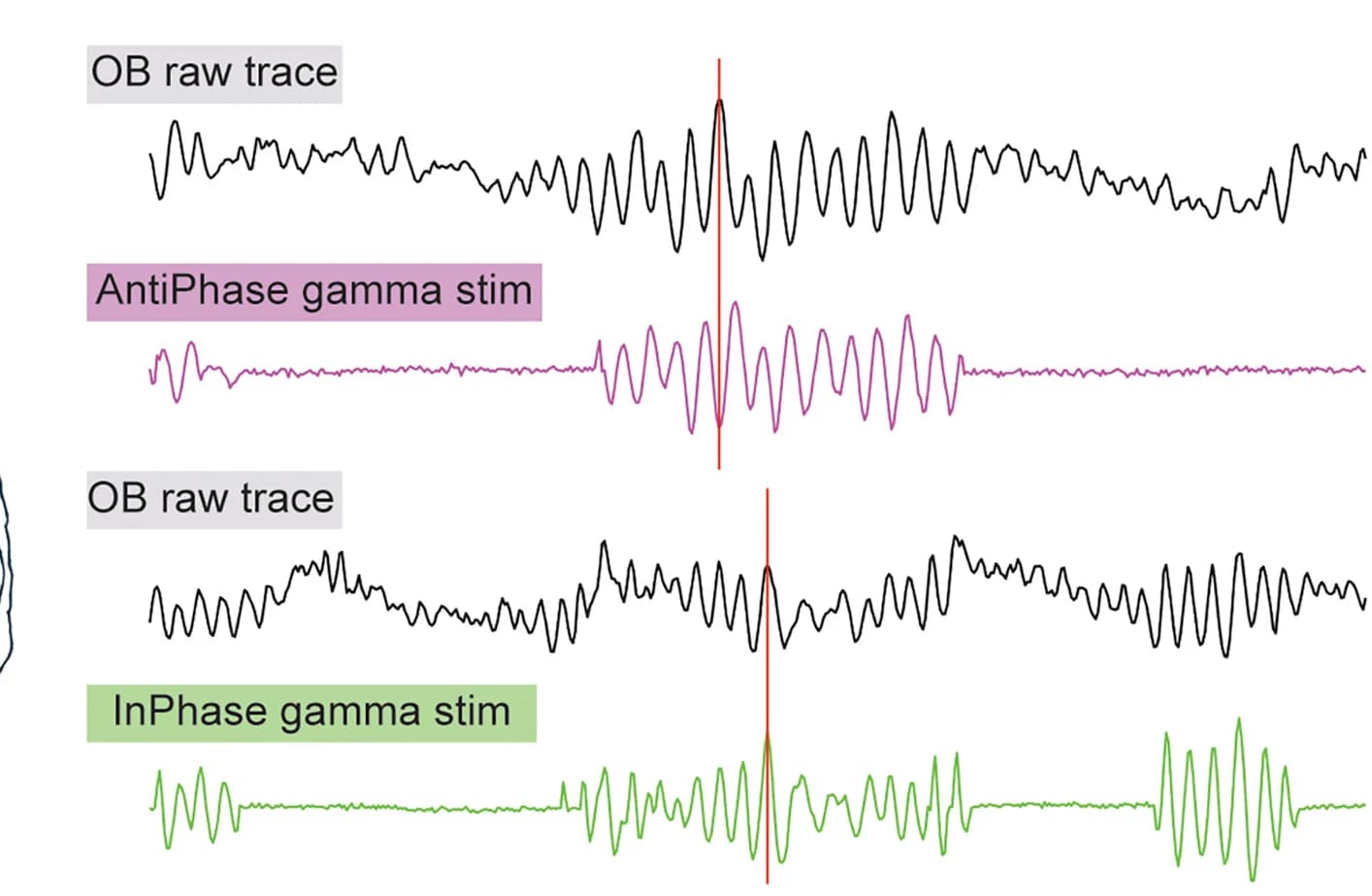 Open access visualization of Line Plot, LFP, Raw Traces, OB, Phase Stimulation