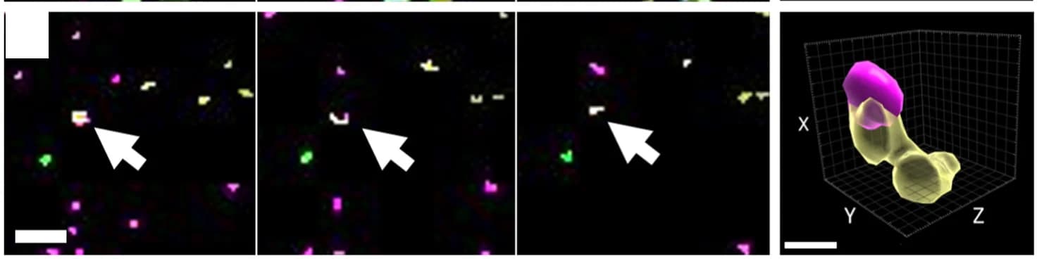 Open access visualization of Microscopy, 3D Plot, Tau, Postsynapses, Serial Sections