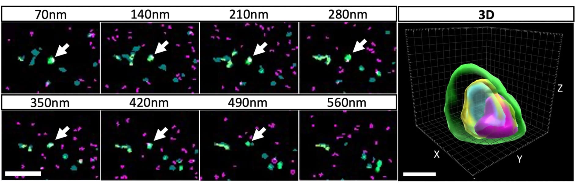 Open access visualization of Microscopy, 3D Plot, Tau, Postsynapses, Serial Sections