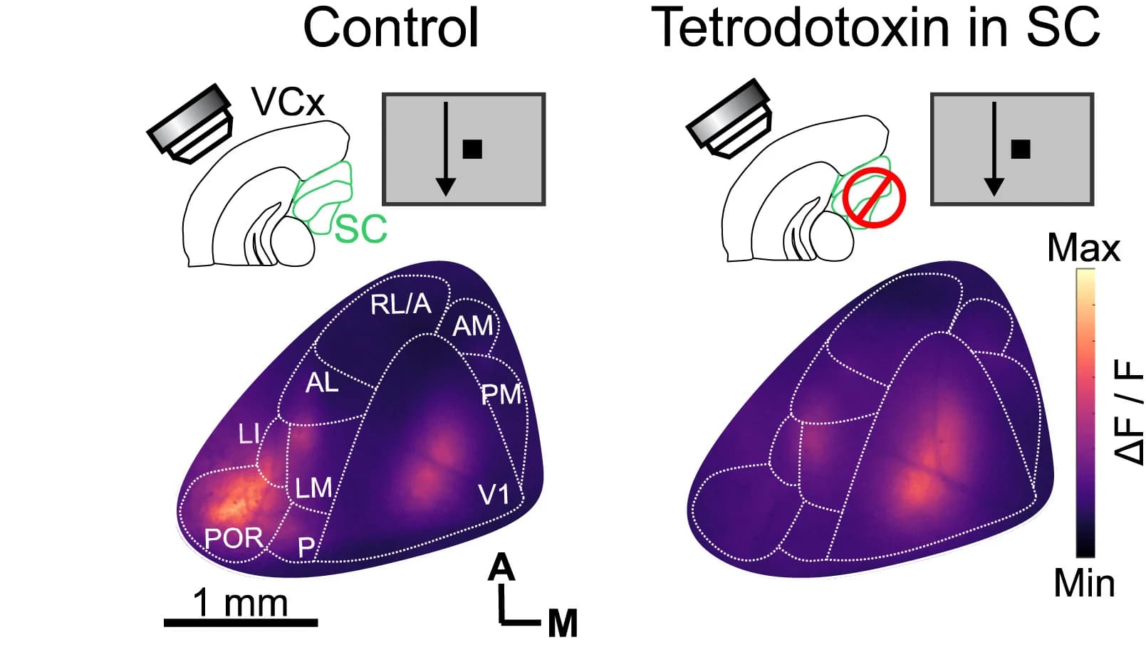 Open access visualization of Heatmap, Illustration, Calcium Imaging, Visual Cortex, Superior Colliculus