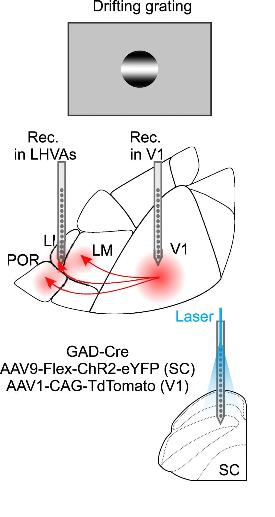 Open access visualization of Workflow, Illustration, Experimental Configuration, Optrode, Neuronal Activity
