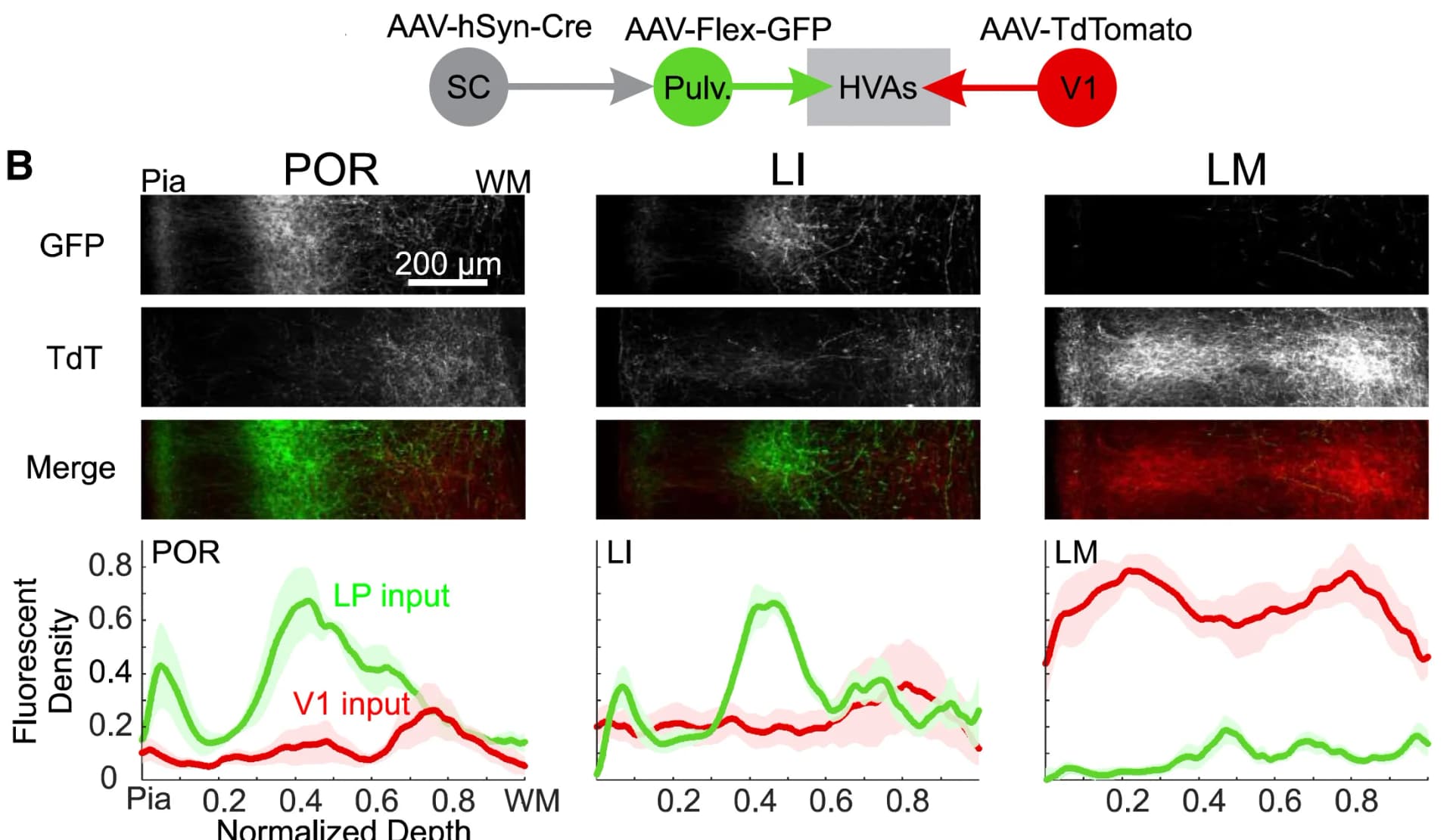 Open access visualization of Line Plot, Microscopy, Experimental Configuration, Projections, Anterograde Tracing