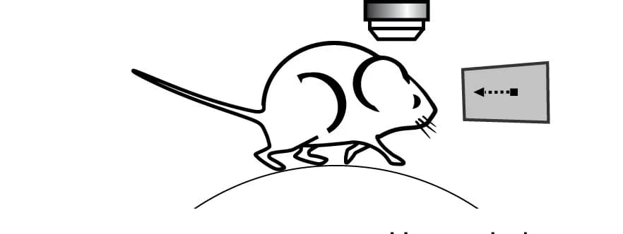Open access visualization of Illustration, Calcium Imaging, Visual Cortex, Mouse, Treadmill