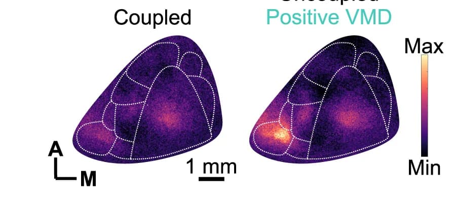 Open access visualization of Heatmap, Calcium Imaging, Visual Cortex, Visual Stimulus, Visuo-motor Divergence