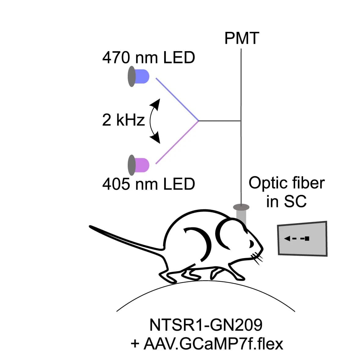 Open access visualization of Workflow, Illustration, Fiber Photometry, Superior Colliculus, Treadmill