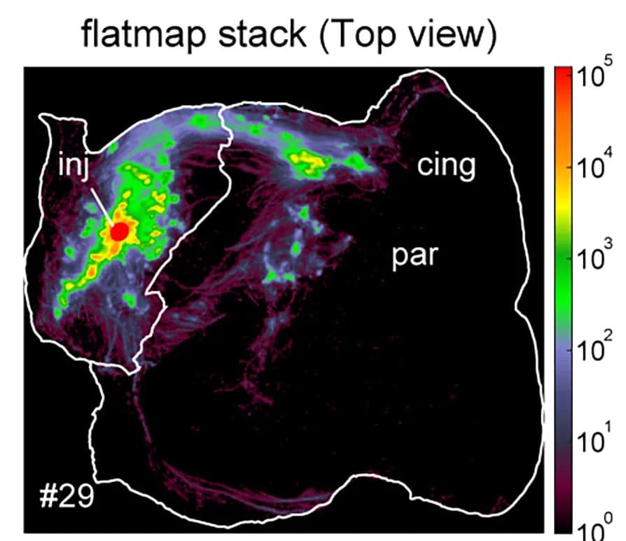 Open access visualization of Heatmap, Maximum Intensity Projection, Flatmap Stack, Cortex
