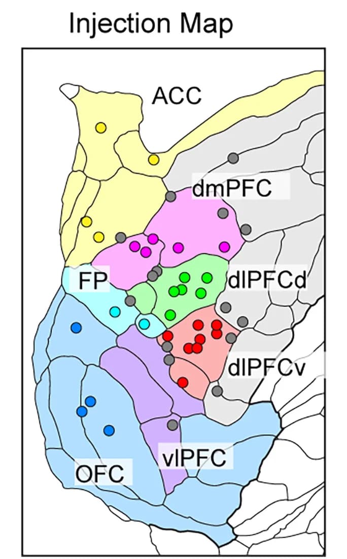 Open access visualization of Geo Map, Injections, Connectivity, Injection Sites, Premotor Areas