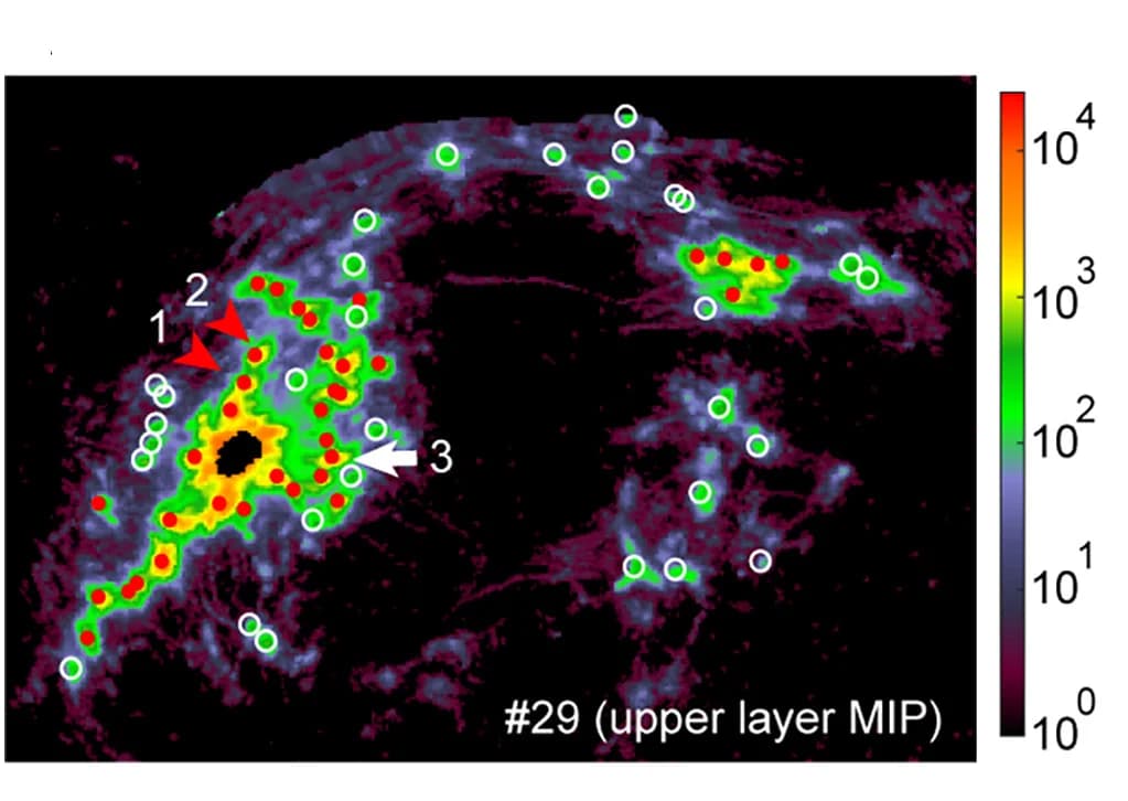 Open access visualization of Heatmap, Columnar Patches, Cortical Flatmap