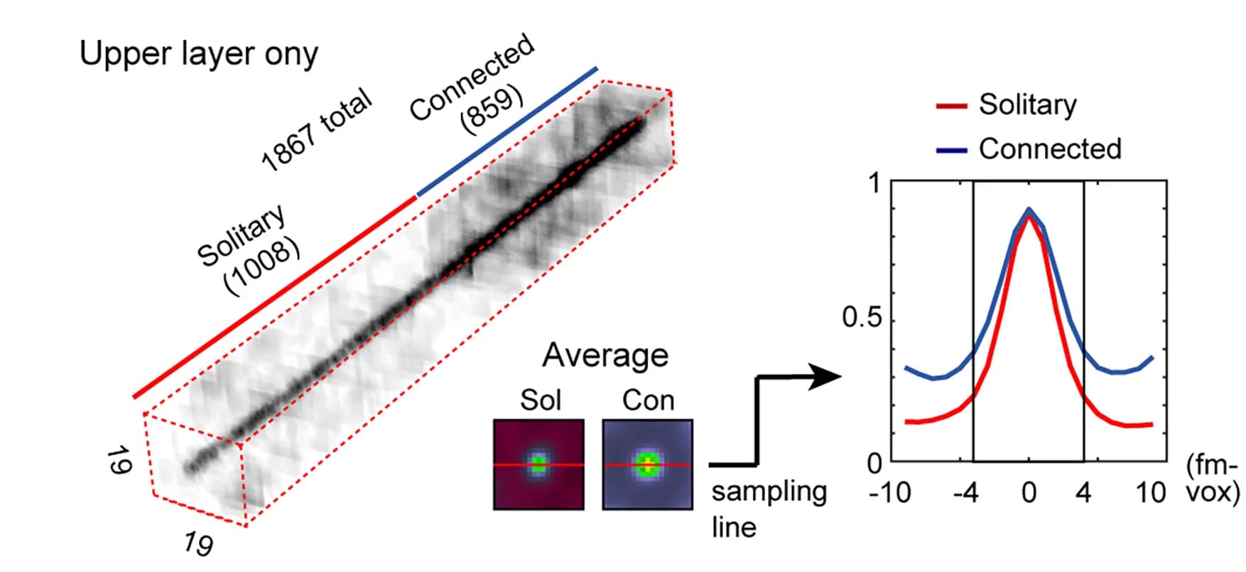 Open access visualization of Line Plot, Microscopy, Non-Binarized Tracer Signals, Columnar Patches, Planar Spreads