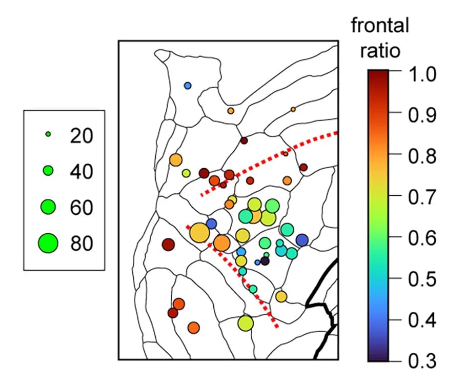Open access visualization of Bubble Plot, Geo Map, Columnar Patches, Cortex