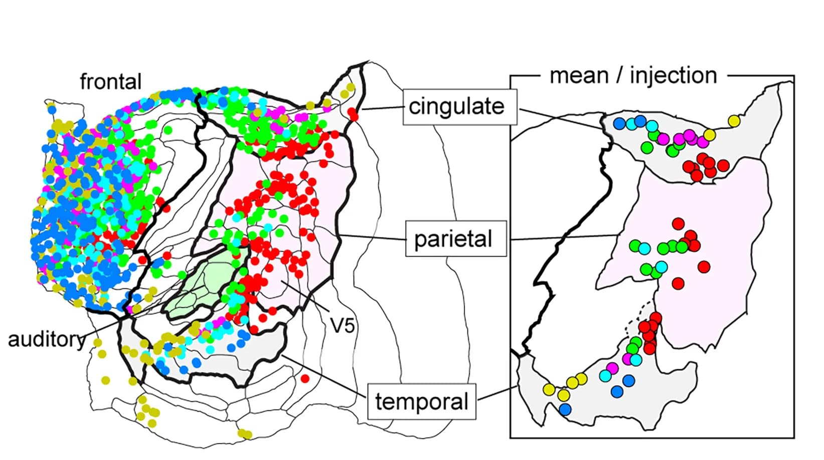 Open access visualization of Scatter Plot, Map, Columnar Patches, PFC Subregions, Association Area Fields