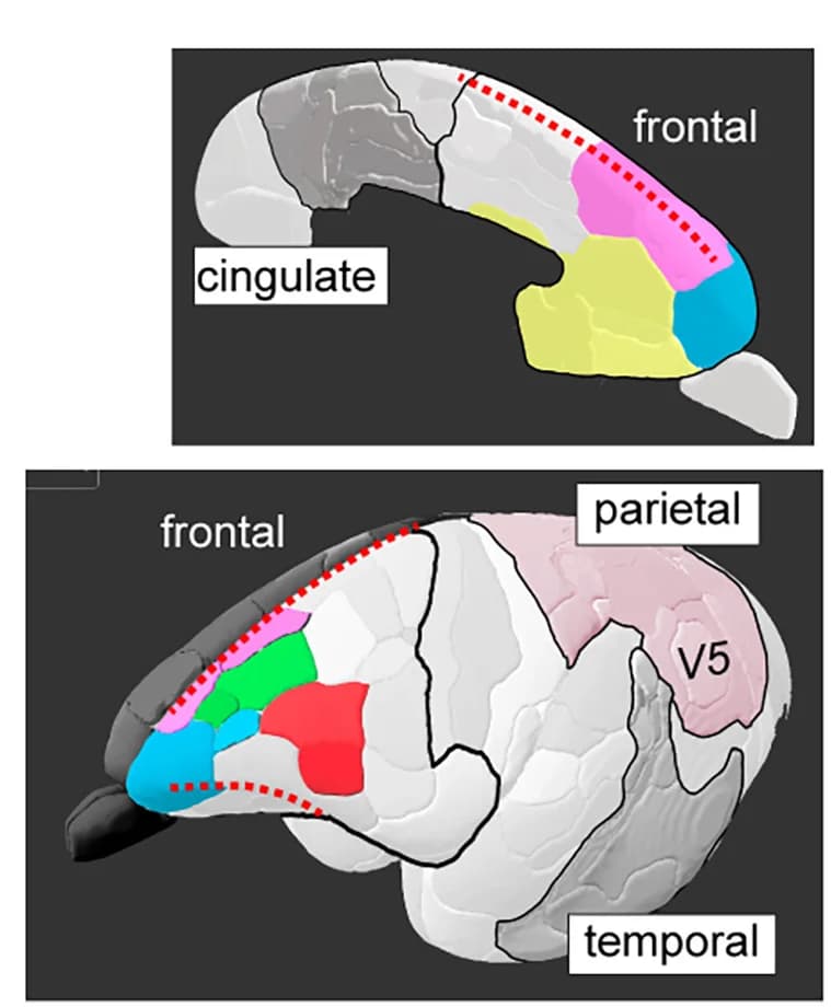 Open access visualization of 3D Plot, 3D Views, Frontal Areas
