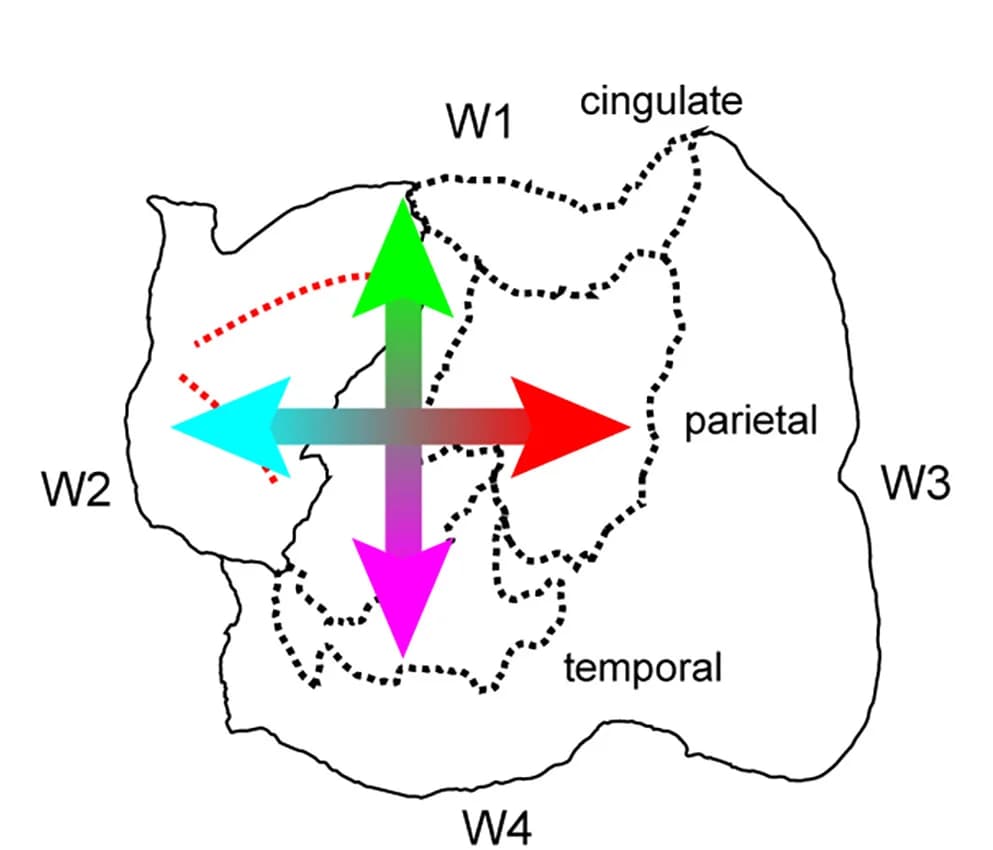 Open access visualization of Illustration, Orthogonal Gradients, Frontal Area, Parietal Area, Temporal Area