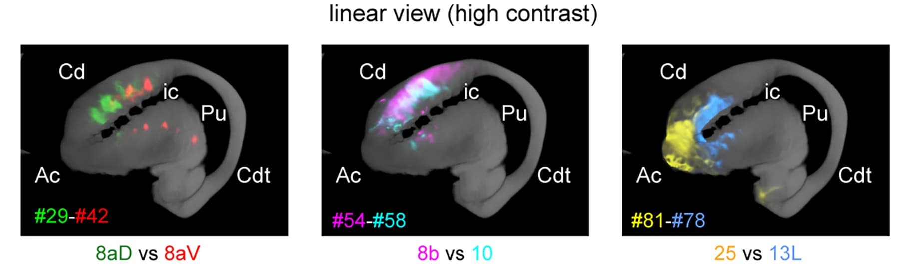 Open access visualization of Microscopy, Corticostriatal Projections, Axonal Convergence, Nucleus Accumbens, Caudate Nucleus