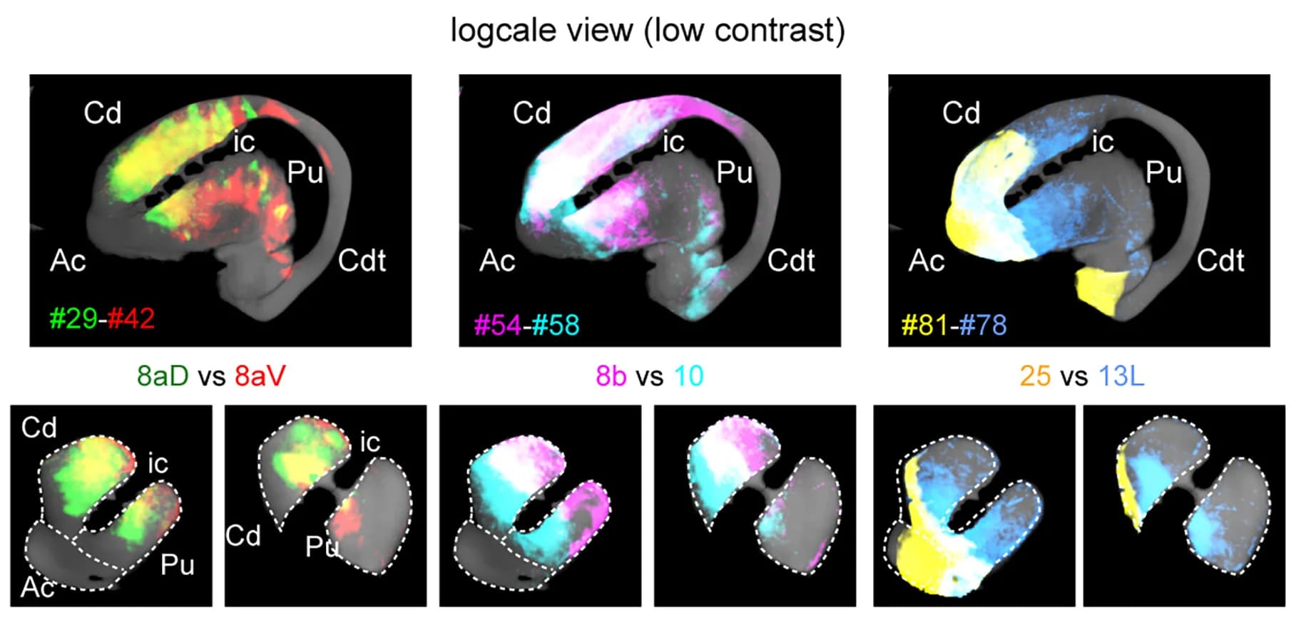 Open access visualization of Microscopy, Tracer Signals, Coronal Section