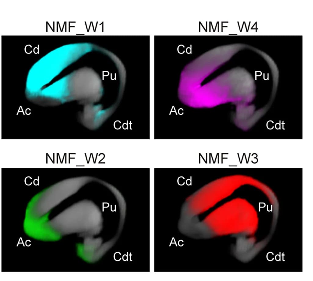 Open access visualization of Microscopy, 3D Representation, NMF_W1, NMF_W2, NMF_W3