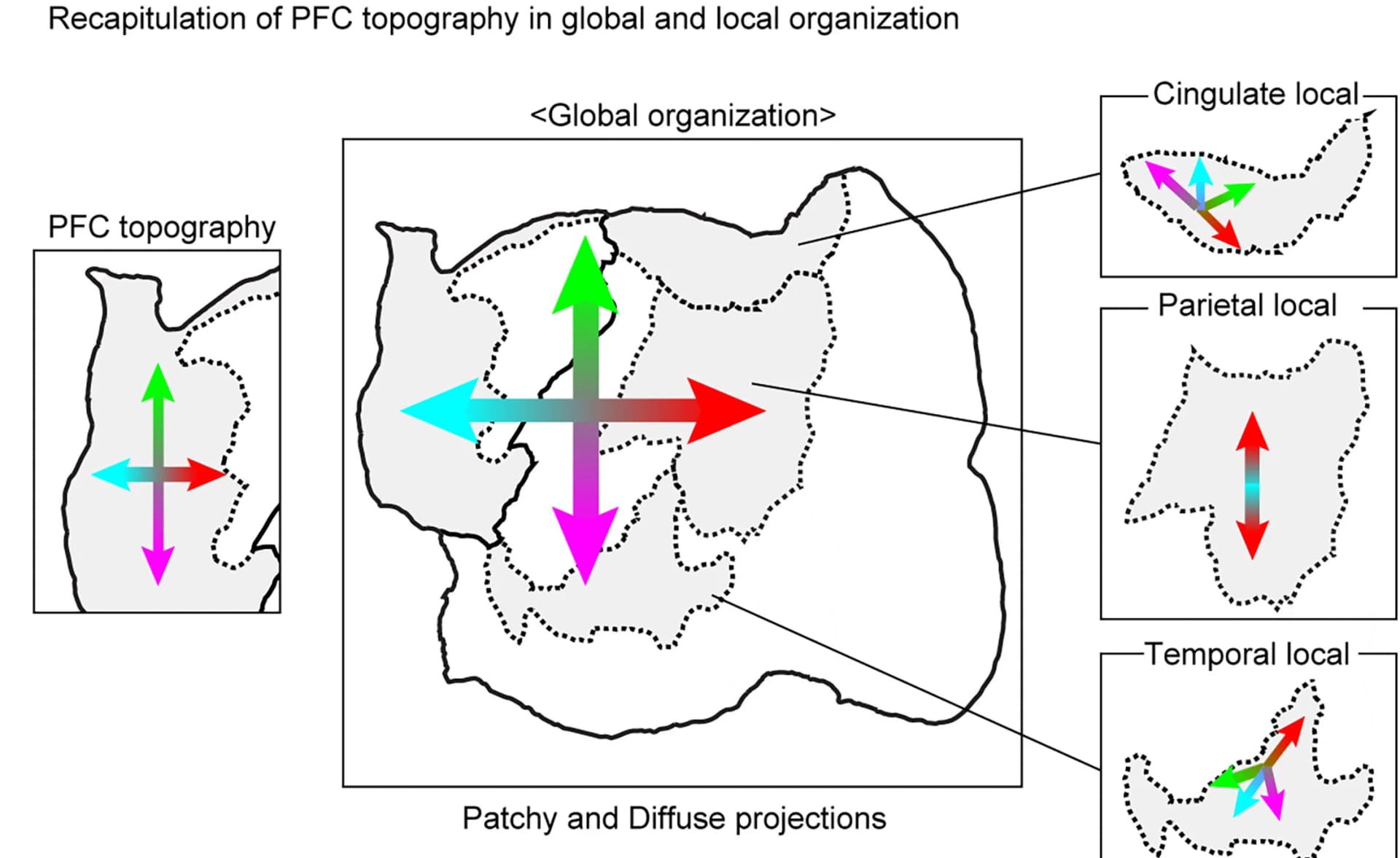 Open access visualization of Illustration, PFC, Diffuse Projections, Columnar Patch Distributions, Cingulate Field