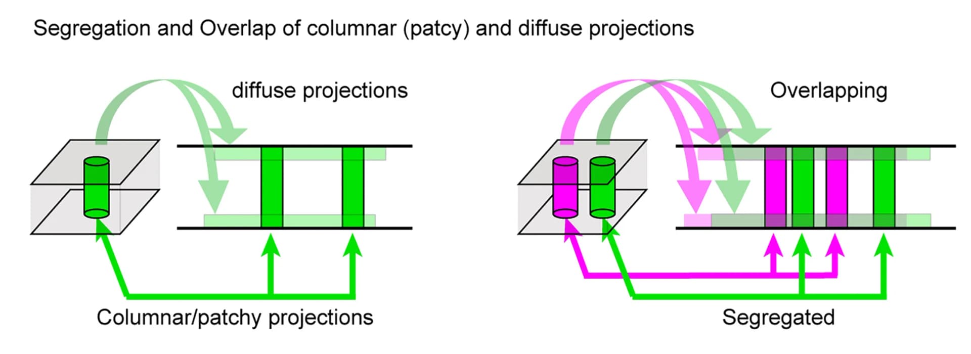 Open access visualization of Illustration, Workflow, Lamina Preferences, Columnar Projections, Diffuse Projections