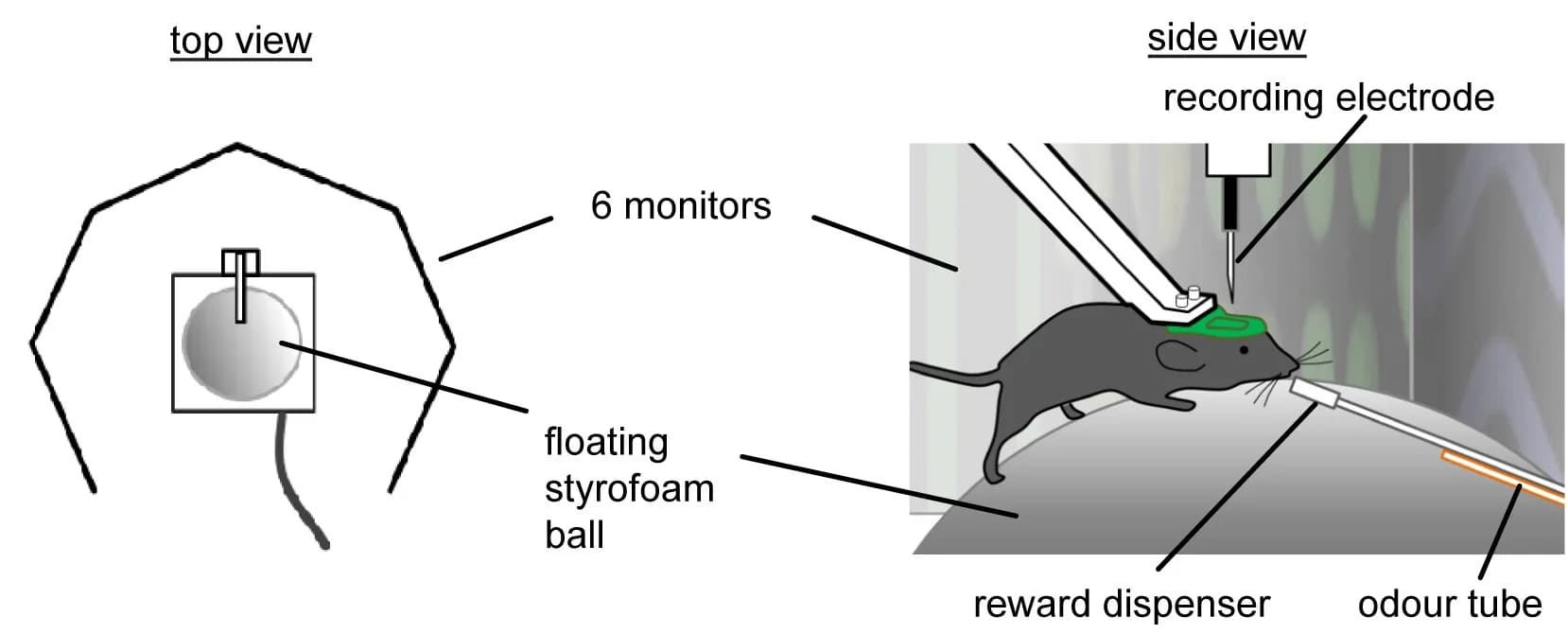 Open access visualization of Illustration, VR Environment, Neural Activity, Behavioral Task
