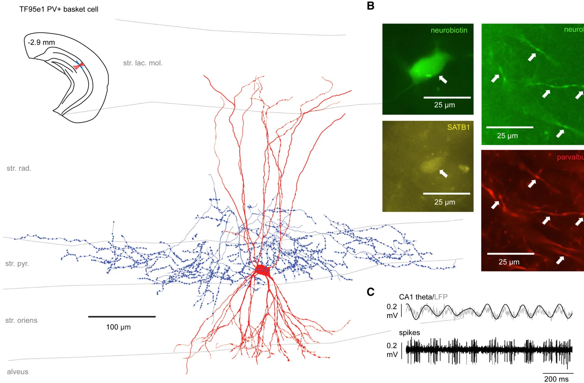 Open access visualization of Microscopy, Illustration, Line Plot, Soma, Dendrites