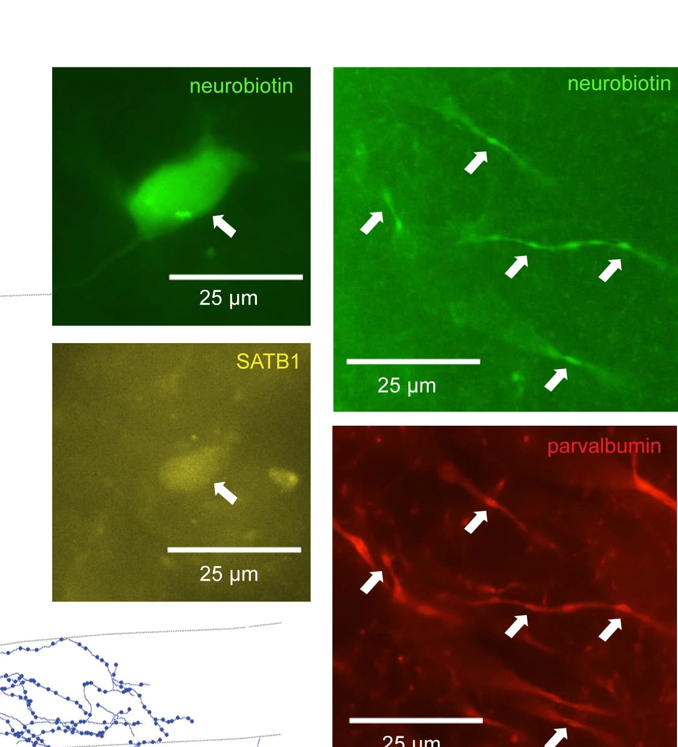 Open access visualization of Microscopy, Neurobiotin, Soma, SATB1, Dendrites