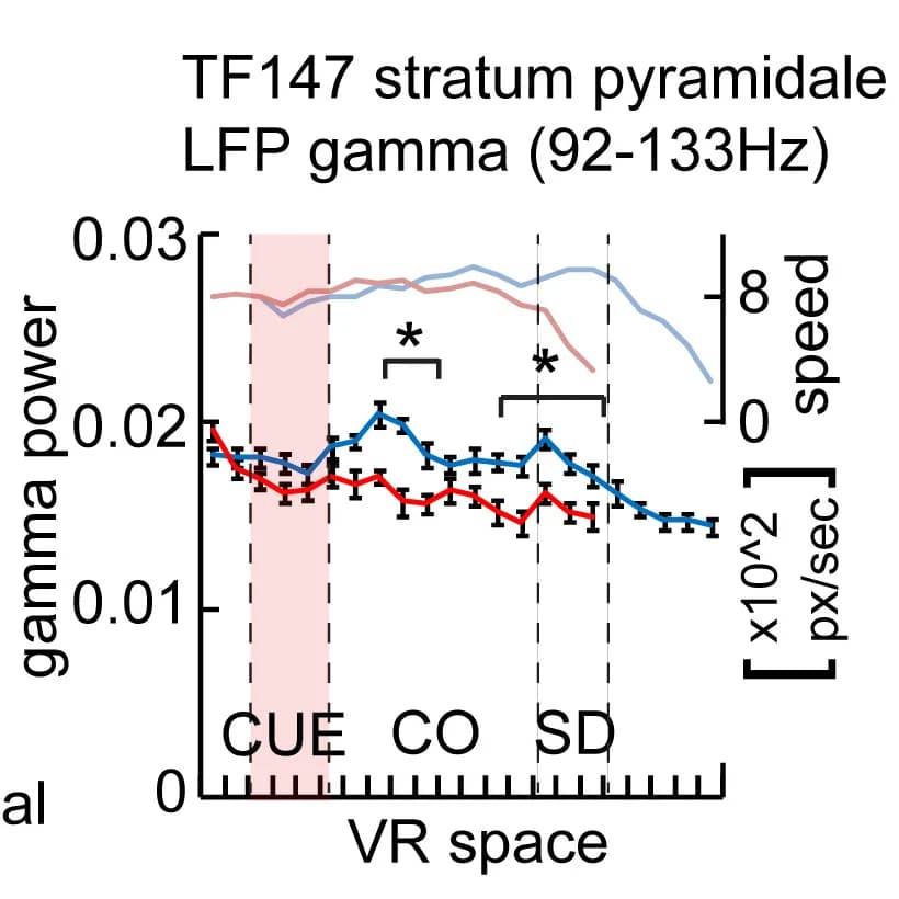 Open access visualization of Line Plot, Error Bars, Gamma Power, Local Field Potential, Virtual Reality