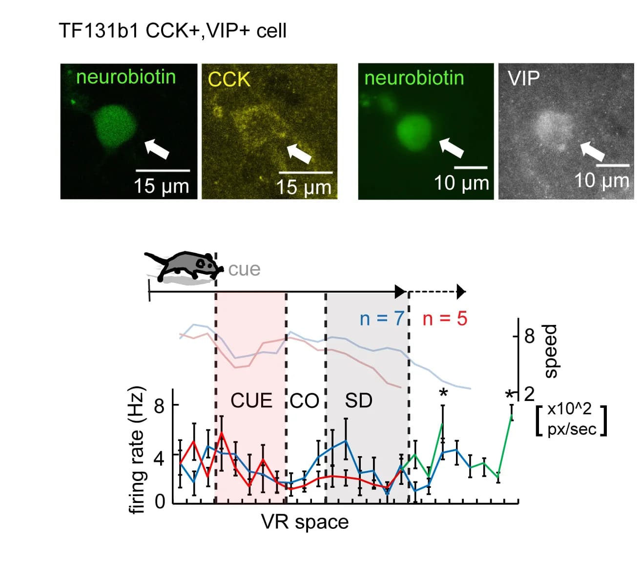 Open access visualization of Line Plot, Error Bars, Microscopy, Neurobiotin, Soma