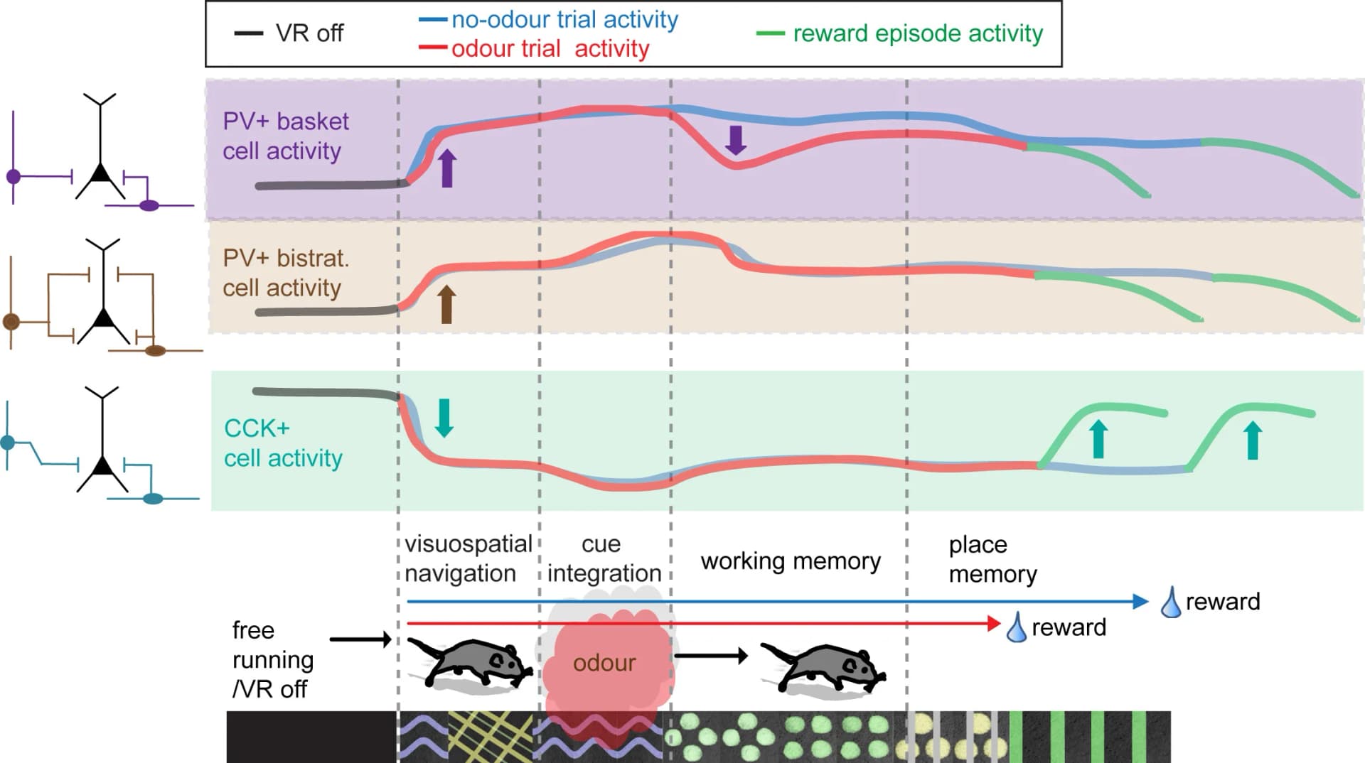 Open access visualization of Line Plot, Workflow, Illustration, GABAergic Interneurons, CA1 Hippocampus