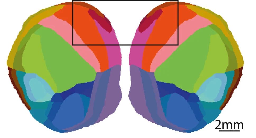 Open access visualization of 3D Plot, Cell Recording Locations, Cortical Map, Secondary Motor Cortex, Orbitofrontal Cortex